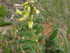 Astragalus umbellatus
