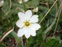 Dryas octopetala