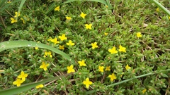 Portulaca quadrifida
