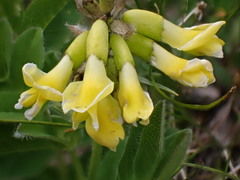 Astragalus umbellatus