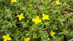 Portulaca quadrifida