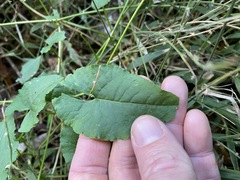 Muehlenbeckia gracillima