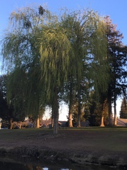 Salix