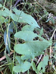 Muehlenbeckia gracillima