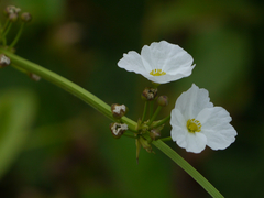 Echinodorus palifolius