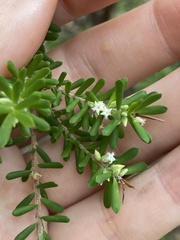 Styphelia margarodes