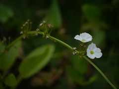 Echinodorus palifolius