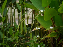 Echinodorus palifolius