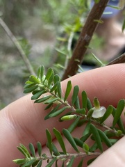 Styphelia margarodes