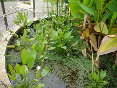 Echinodorus palifolius