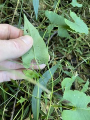 Muehlenbeckia gracillima