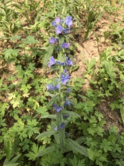 Echium vulgare