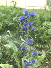 Echium vulgare