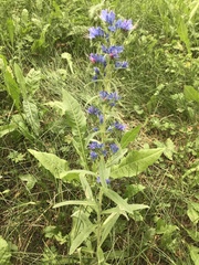 Echium vulgare