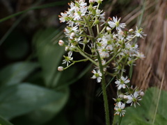 Micranthes nelsoniana