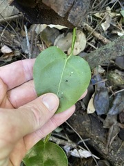 Streptothamnus moorei