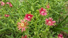 Delosperma multiflorum
