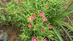 Delosperma multiflorum