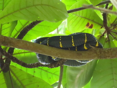 Boiga melanota