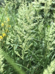 Calamagrostis epigejos