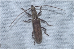Lygesis mendica