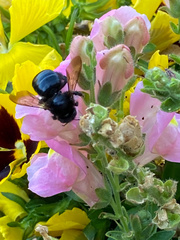 Xylocopa californica