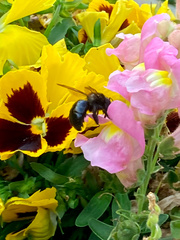 Xylocopa californica
