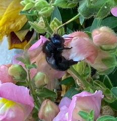 Xylocopa californica