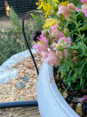 Xylocopa californica