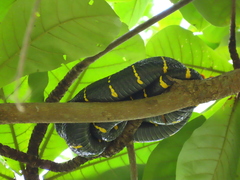 Boiga melanota