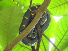 Boiga melanota