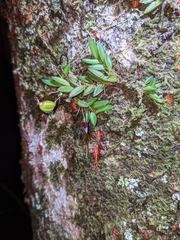 Bulbophyllum macphersonii