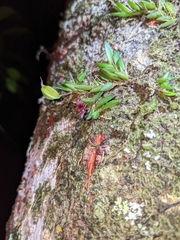 Bulbophyllum macphersonii