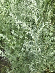 Artemisia absinthium