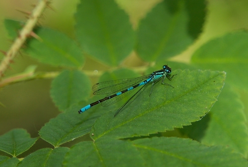 Taiga Bluet photo 6