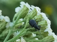 Otiorhynchus pinastri
