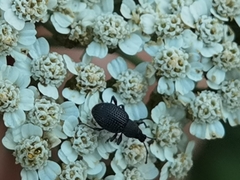 Otiorhynchus pinastri