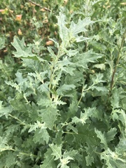 Atriplex tatarica