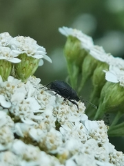 Otiorhynchus pinastri