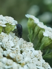 Otiorhynchus pinastri