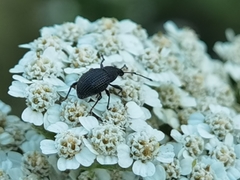 Otiorhynchus pinastri