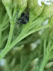 Otiorhynchus pinastri