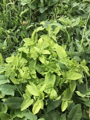 Convolvulus arvensis