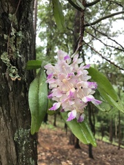 Aerides falcata