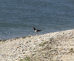 Haematopus palliatus