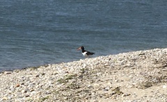 Haematopus palliatus