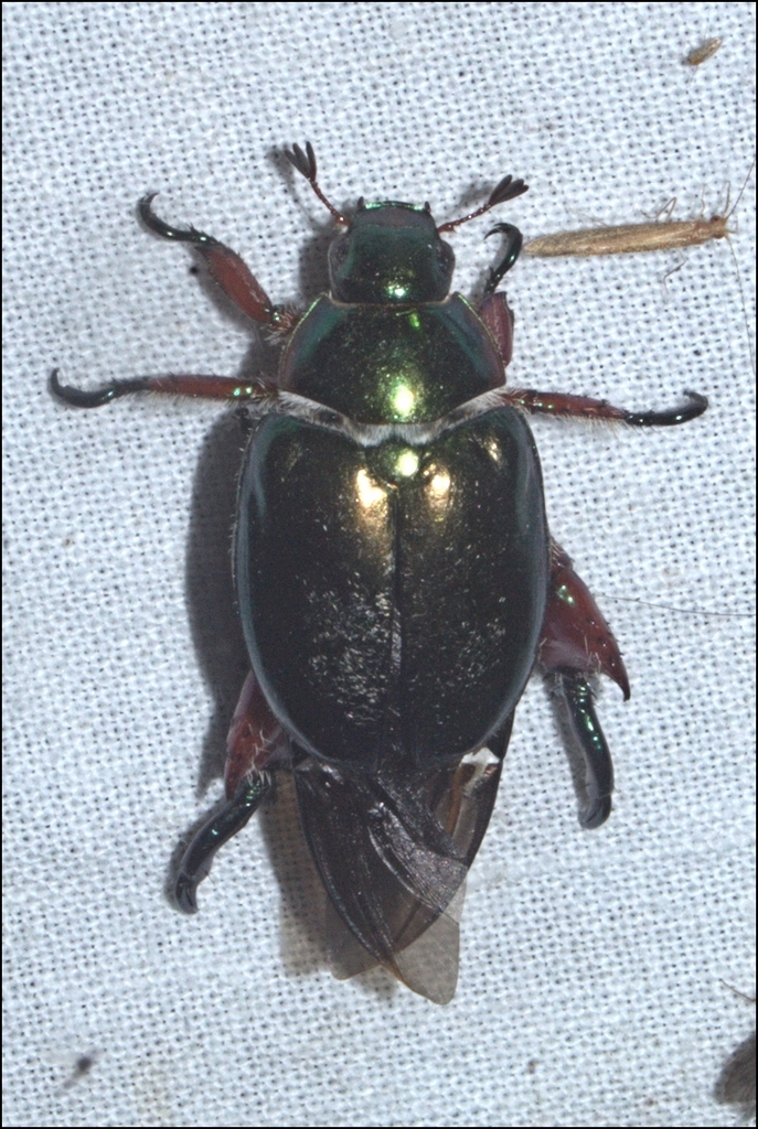 Black Nail Beetle from Willis Camping Area, Suggan Buggan VIC 3885 ...