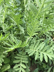 Tanacetum vulgare