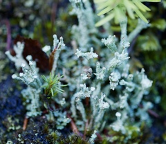 Cladonia polydactyla