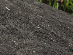 Orthetrum triangulare